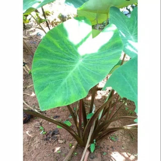 

AZ talas ungu / lompong fresh 1 kg