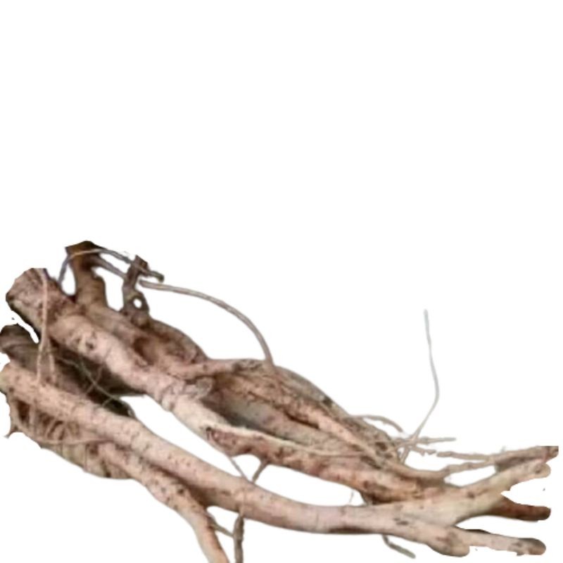 

AKAR PUTRI MALU FRESH 100 GRAM