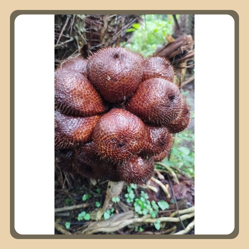 

Buah Salak Pondoh fress / Ukuran sedang-besar /harga per 1kg