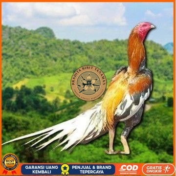 

EKOR LIDI PUTIH TELUR FERTIL PRADITA BIBIT TANAMAN