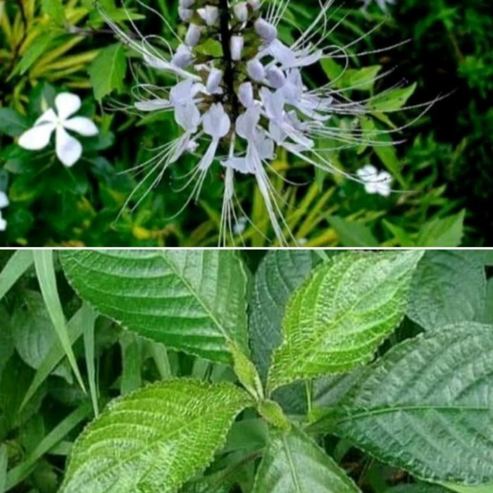 peromo 2 jenis tanaman herbal bibit tanaman herbal 2 jenis tanaman '''SJ