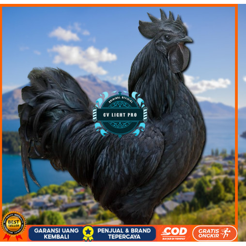 

telur ayam cemani lidah hitam ( asli ) bisa untuk di tetaskan jumbo CV LIGHT PRO