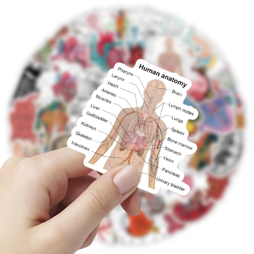 

2024 New Anatomy Sticker Pack Cartoon Graffiti iPad Computer Helmet Car Water Cup Guitar DIY Scrapbook Toy Decoration Wholesale