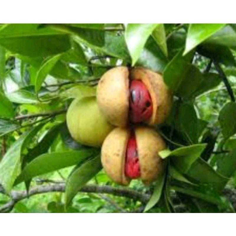 

..Buah pala fres/sehat .tanpa kupas 1000gram . herbal dan bahan manisan...