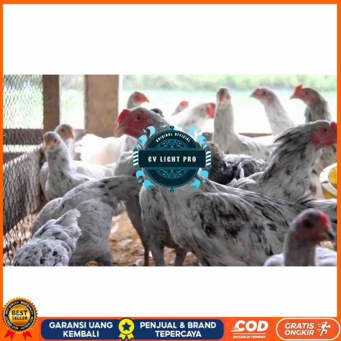 

Telur ayam fertil asli sensi petelur handal siap ditetaskan - ayam sensi CV LIGHT PRO