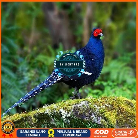 

Telur ayam hias ringneck mikado pheasant fertil untuk ditetaskan Langsung CV LIGHT PRO