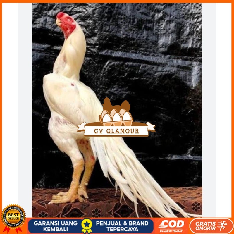 

TELUR AYAM HIAS ASEEL ORI UNTUK DI TETASKAN CV GLAMOUR