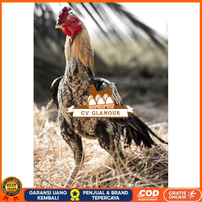 

PAMA NINJA TELUR FRESH PROMO FERTIL CV GLAMOUR