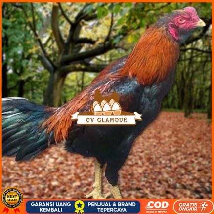 

Telur Ayam Pakhoy Full Brakot Vertil Siap Di Tetaskan Jaminan Super Oiginaal Bergaransi CV GLAMOUR