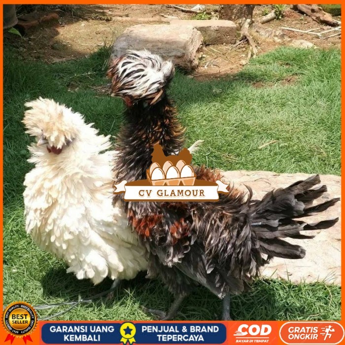 

Telur ayam poland / telur ayam hias / telur fertil siap tetas CV GLAMOUR