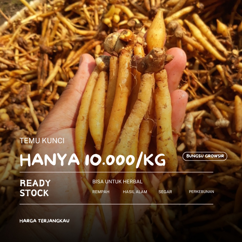 

Temu Kunci Segar Obat Herbal Alami 1KG ready .
