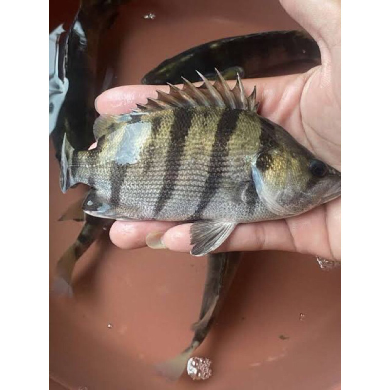 Hiasan Akuarium Datz Silver