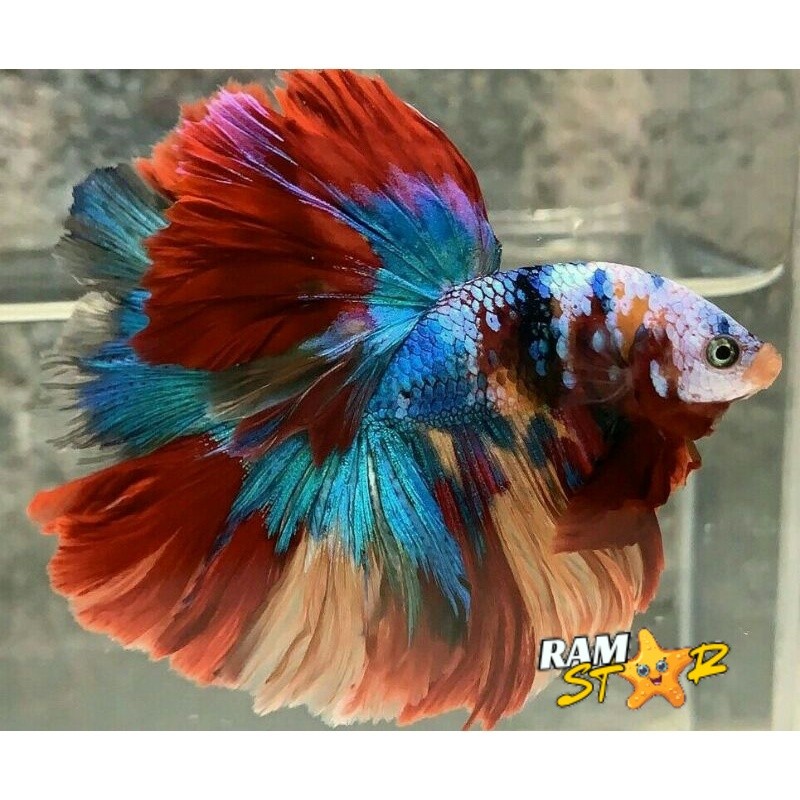 Satu Pasang Halfmoon Multicolor Male Femalee
