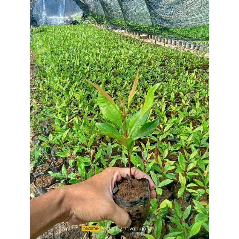 bibit cengkeh  | kualitas super | cengkeh sanzibar | cengkeh sansibar | bibit cengkeh unggul AR