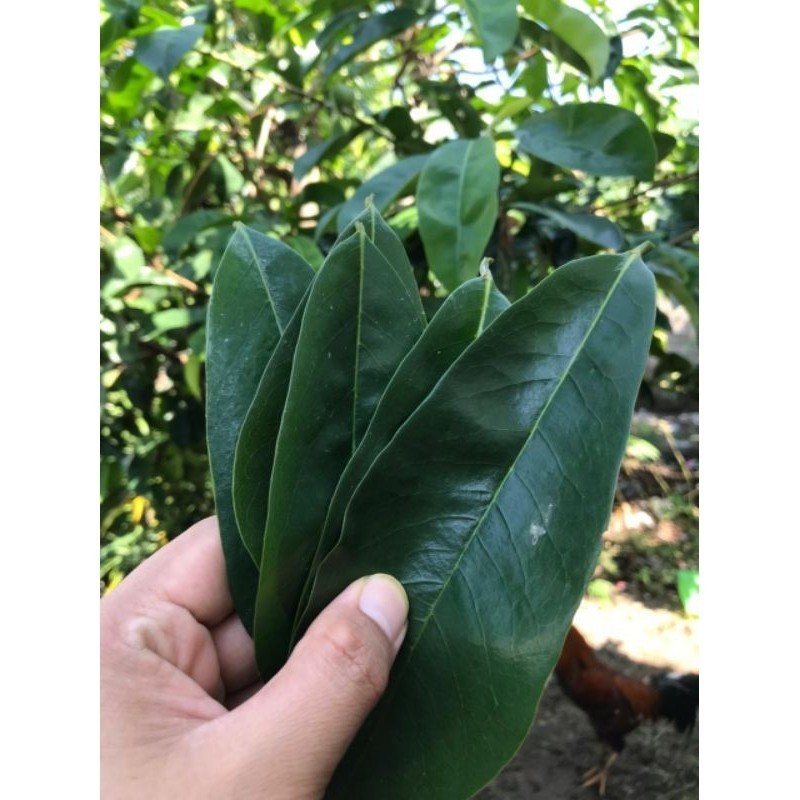 

Ready stok DAUN SIRSAK SEGAR non kimia