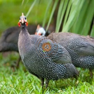 

Telur ayam mutiara hias fertil asli siap ditetaskan - ayam mutiara KURNIA PRATAMA ID
