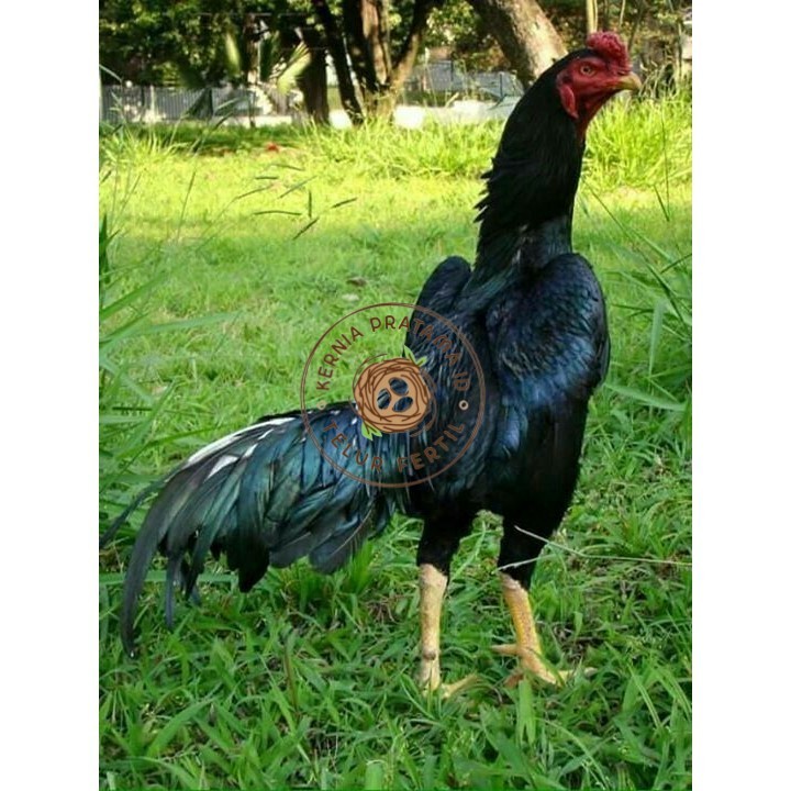 

Telur ayam bangkok shamo jepang / ayam petarung aduan siap ditetaskan KURNIA PRATAMA ID