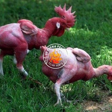 

Telur ayam tanpa bulu / ayam gundul fertil asli siap ditetaskan - ayam tanpa bulu UD KURNIA PRATAMA