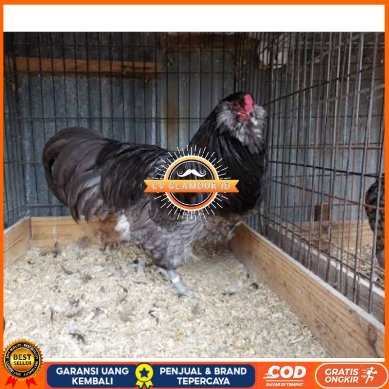 

TELUR AYAM HIAS AMERAUCANA UNTUK DI TETASKAN CV GLAMOUR ID