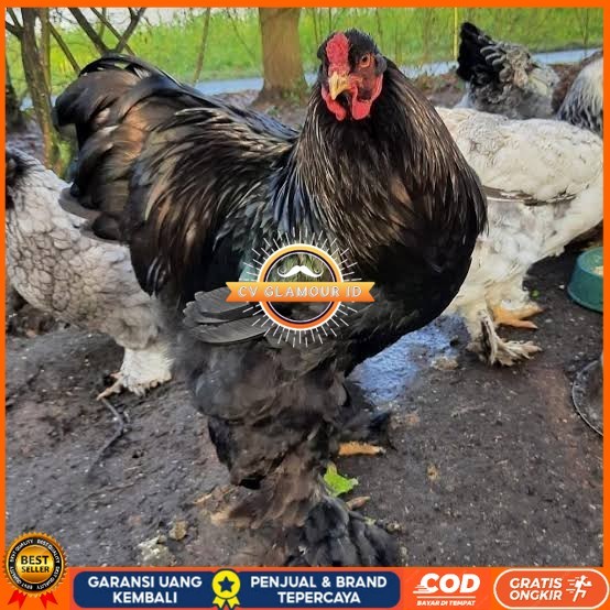 

Telur ayam brahma jumbo / telur ayam hias / telur fertil siap cod CV GLAMOUR ID