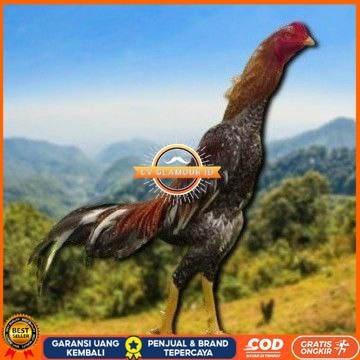 

Shamo Eropa Kelabu .Terlaris asli 100% CV GLAMOUR ID