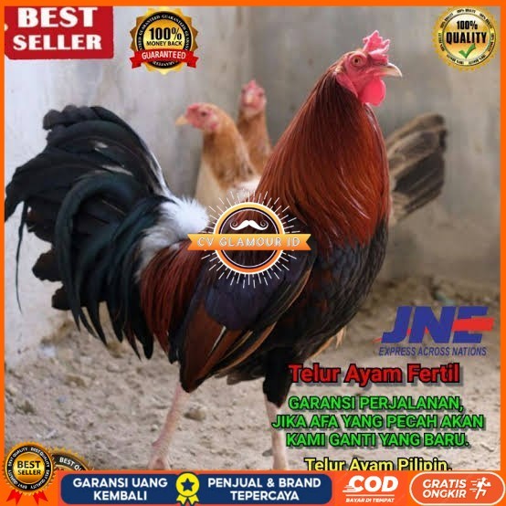 

Telur ayam hias pilipin fertil bisa ditetaskan Langsung CV GLAMOUR ID