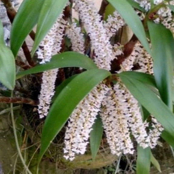 

Ready stok New anggrek eria rajin berbunga cantik dan wangi dewasa,per rumpun