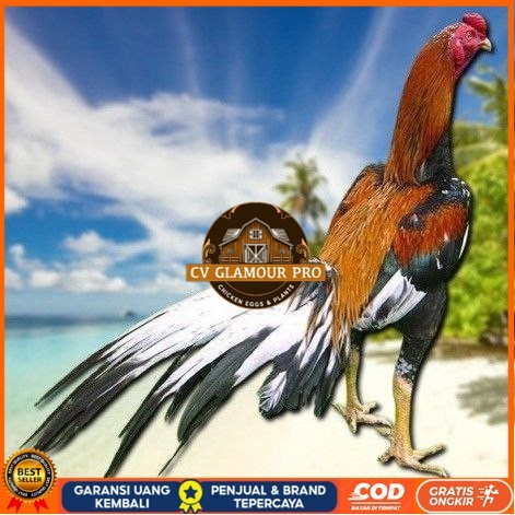 

telur ayam bangkok petarung bisa untuk di tetaskan CV GLAMOUR PRO