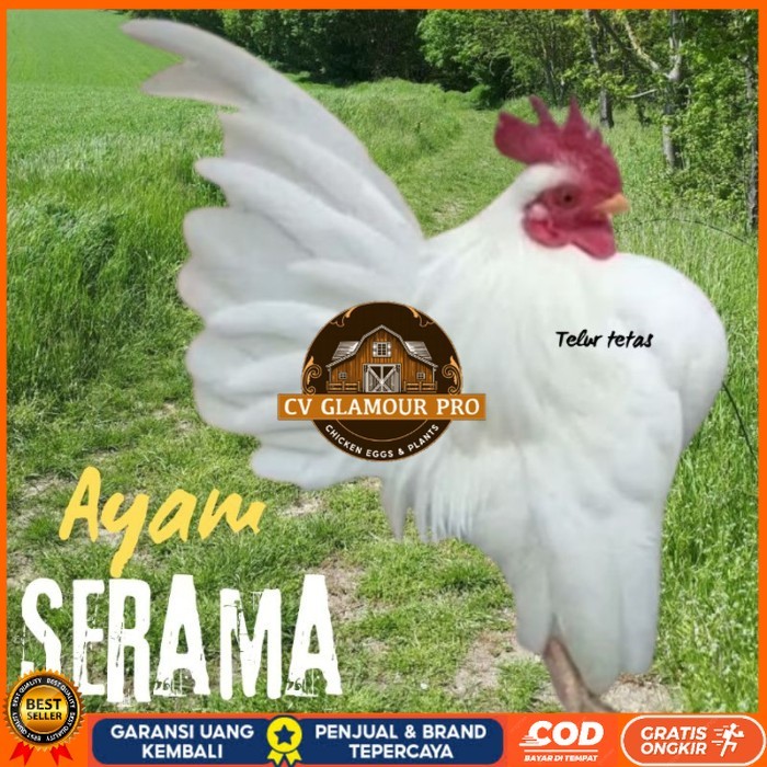 

telur ayam Serama kontes asli bisa untuk di tetaskan original berkualitas CV GLAMOUR PRO