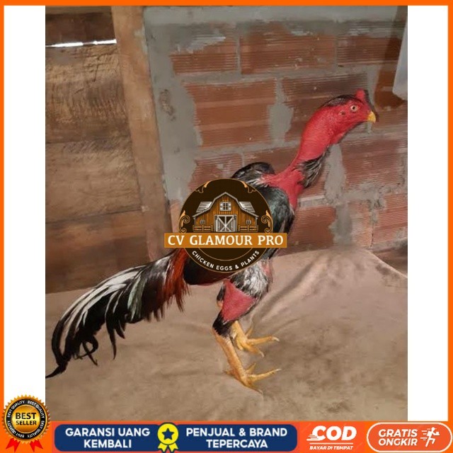 

TELUR AYAM SAIGON TANGGUH UNTUK DI TETASKAN CV GLAMOUR PRO