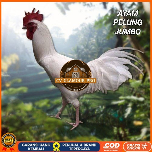 

telur ayam pelung jumbo super bisa untuk di tetaskan CV GLAMOUR PRO