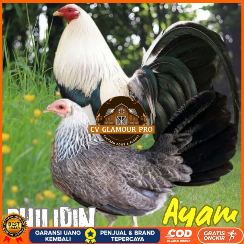 

telur ayam philipin import AK47 bisa untuk di tetaskan CV GLAMOUR PRO