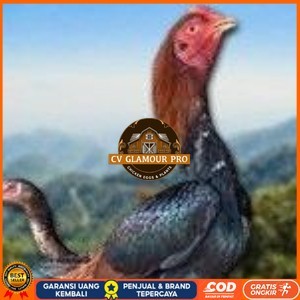 

telur ayam Shamo Eropa Ori (telur fertil) CV GLAMOUR PRO