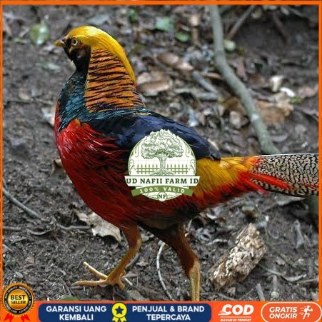 

Telur ayam ringneck golden pheasant telur ayam hias fertil siap cod UD NAFII FARM ID