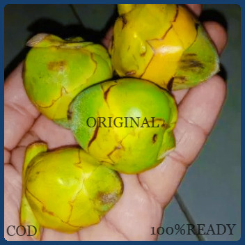 

Beluluk/tembuluk Buah Kelapa Kecil Tembuluk per 1 biji 100% READY