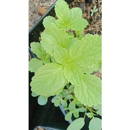 Bibit Kentang Hitam Langka | Benih Kentang Unggul | Cocok untuk Dataran Tinggi & Dataran Rendah