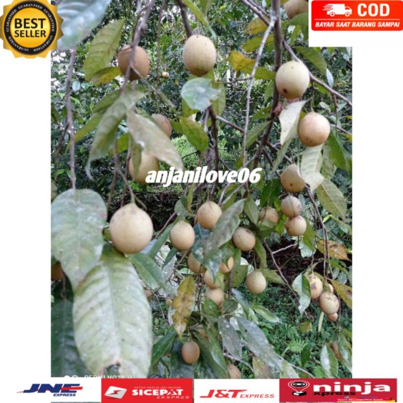 

BUAH PALA SEGAR PRES DADAKAN METIK 1 kg