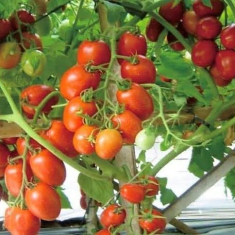 

READY!! BIBIT TOMAT BUAH 300 BENIH