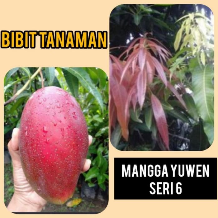 bibit tanaman mangga yuwen seri 6 tinggi 1 meter