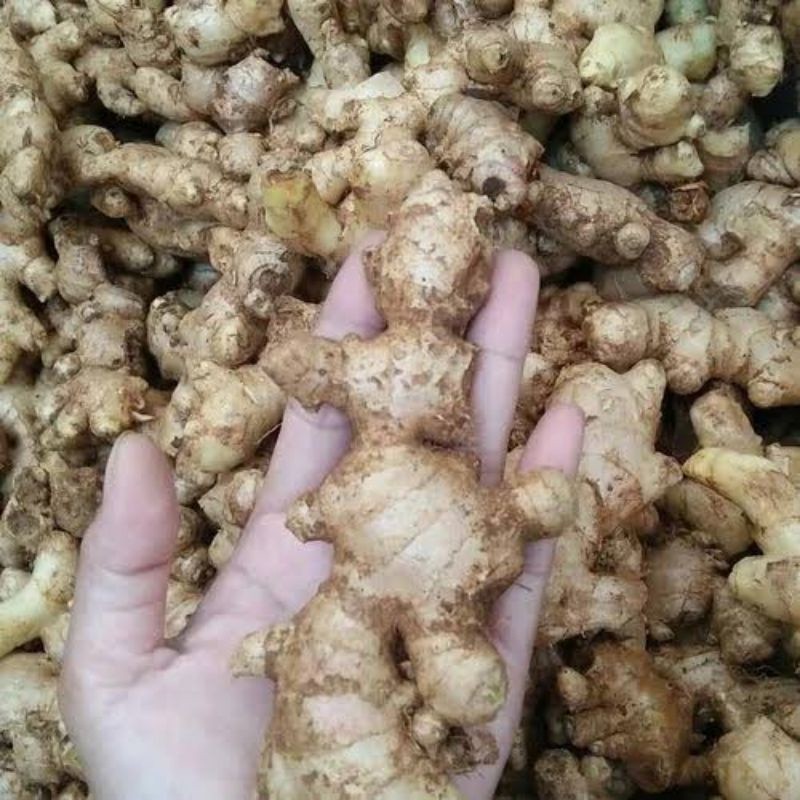 

promo COD JAHE EMPRIT SEGAR BERAT 250 gram fresh toko lokal