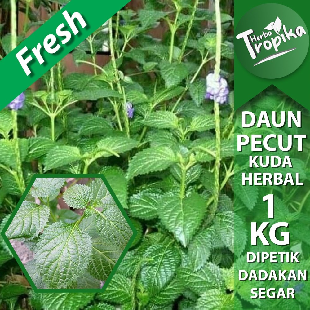 

PROMO Daun Jarong / pecut Kuda/ (Stachytarpheta jamaicensis) segar 1 kg toko herba tropika