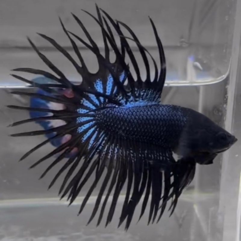 HIASAN AQUARIUM CUPANG CT BLACK ORCHID + CROWNTAIL BLACK ORCHID + SERIT BLACK ORCHID