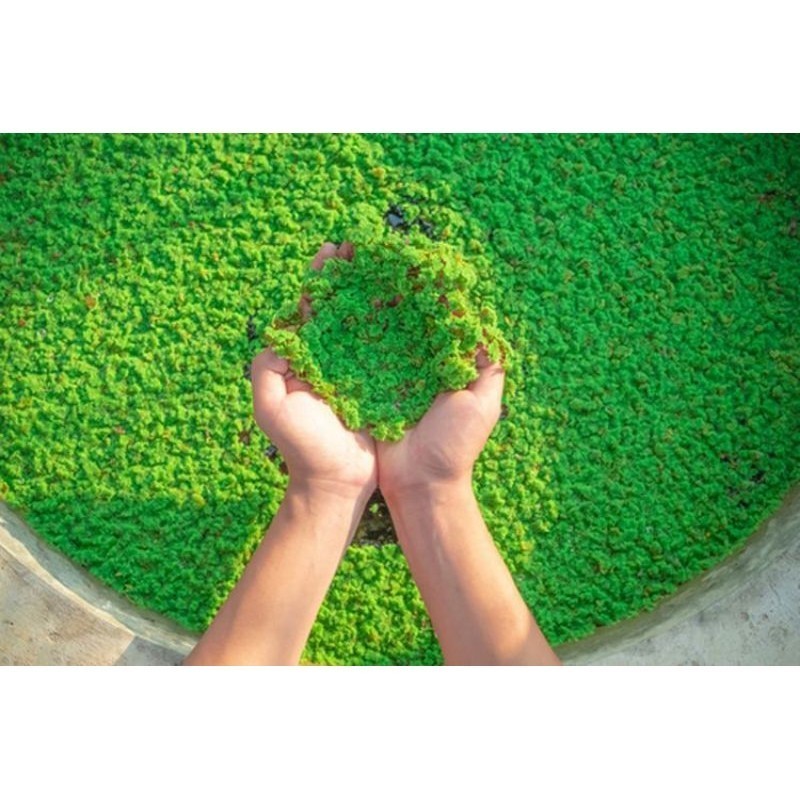 [COD] 100 Gr Azolla Microphylla – Pakan Ikan, Bebek, dan Pupuk Sawah Alami