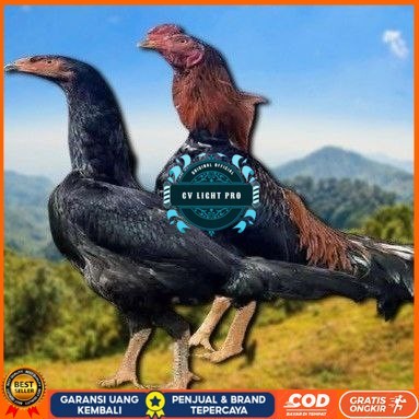 

telur ayam shamo jepang ori aduan bisa untuk di tetaskan CV LIGHT PRO