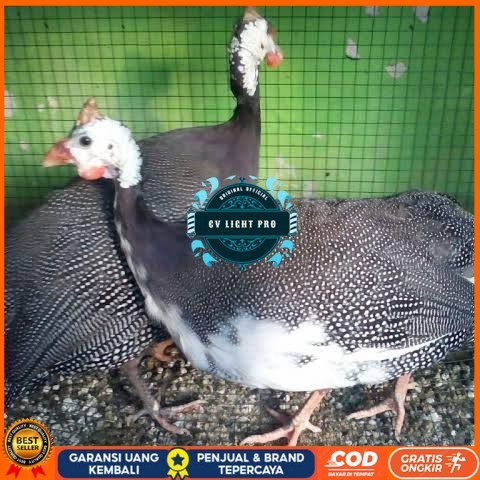 

Telur ayam mutiara hias siap ditetaskan - ayam mutiara CV LIGHT PRO