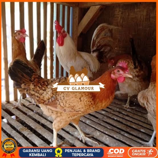

Telur ayam elba petelur handal fertil siap ditetaskan - telur-ayam-elba CV GLAMOUR