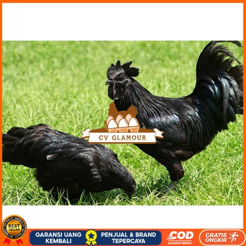 

TELUR AYAM HIAS CEMANI untuk di tetaskan CV GLAMOUR