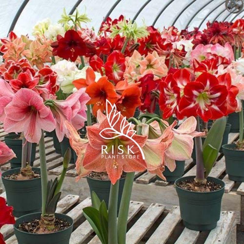 Tanaman Hias Bakung Amarilis bunga warna warni - tanaman Hidup - Tanaman Terlaris - Tanaman Murah - 