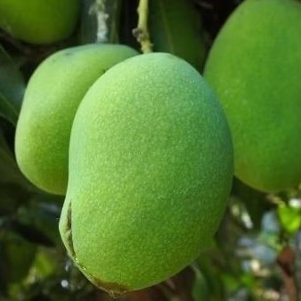 

READY MANGGA MUDA/MANGGA RUJAK 1 KG/BISA COD/READY STOK JOGJA