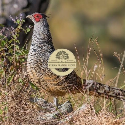 

Telur ayan hias ringneck cheer pheasant fertil siap ditetaskan KURNIA PRATAMA GROUP